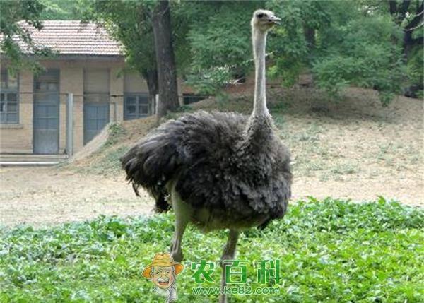 想带动更多的人养鸵鸟致富