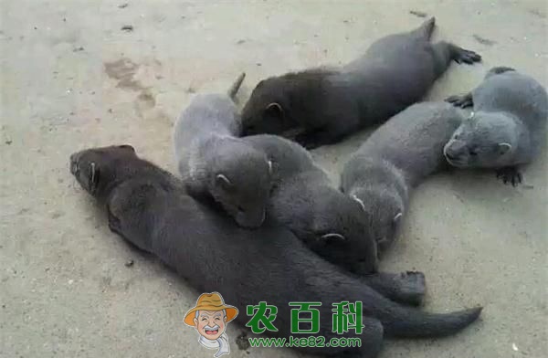 水貂养殖的选种及适时引种