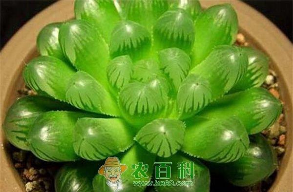 冰灯玉露怎么施肥