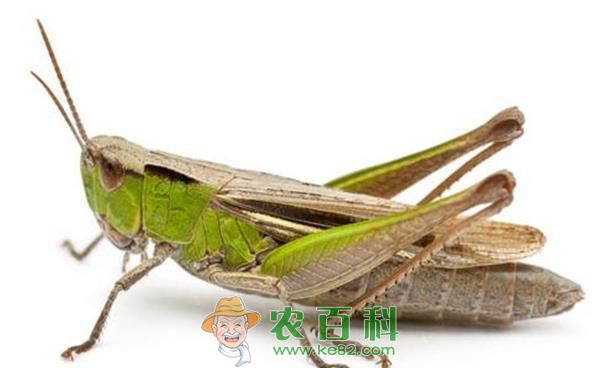 昌邑:害虫成了致富宝 蚂蚱养殖价格高 土客网网 昌邑:害虫成了致富宝 蚂蚱养殖价格高