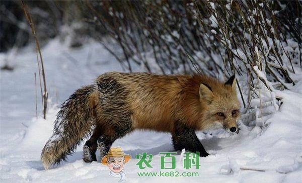 狐狸 狐狸的选留种要做到三抓