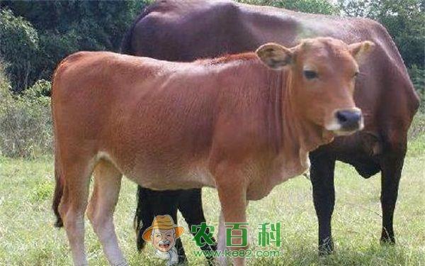 鲁西黄牛 鲁西黄牛繁殖改良技术的应用(二)