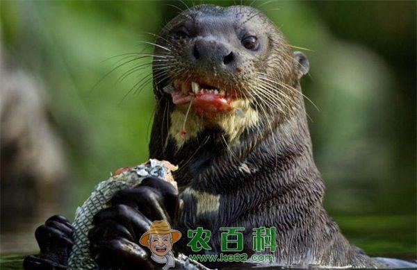 水獭 炒水獭肉的做法