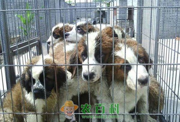 肉狗速肥讲技术