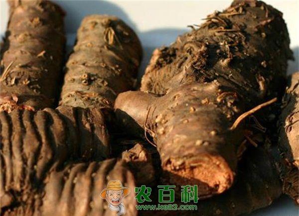 红景天苷的作用功效