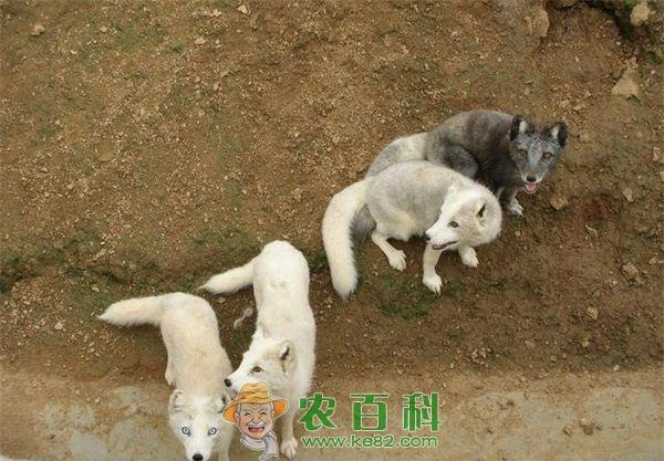 一个狐狸养殖户关于&ldquo;零皮草&rdquo;的看法