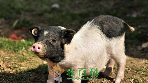 小香猪养殖带来大利润