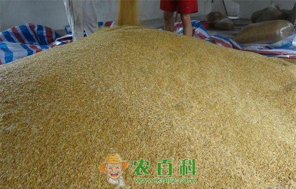蝇蛆 江苏:无菌蝇蛆养鸡 鸡蛋成本高