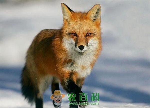 狐狸养殖 狐狸养殖技术管理