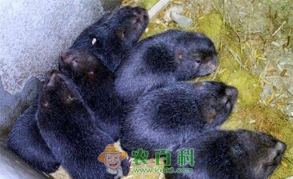 竹鼠人工哺乳技术