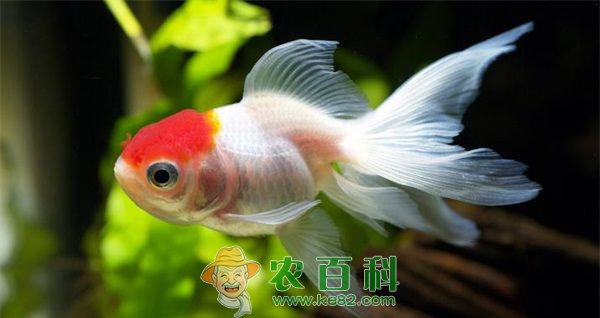 福州金鱼产业大发展