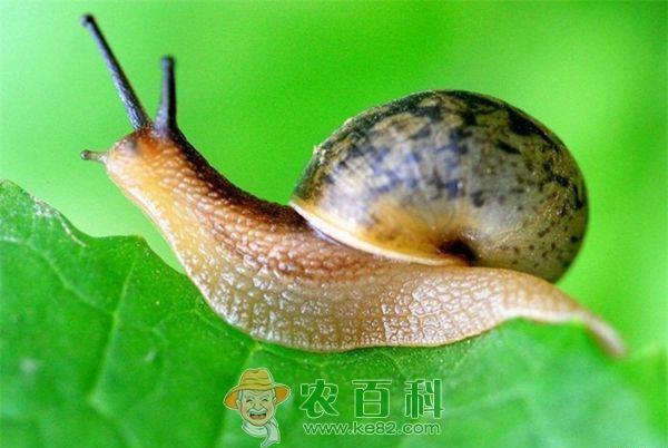 蜗牛的介绍