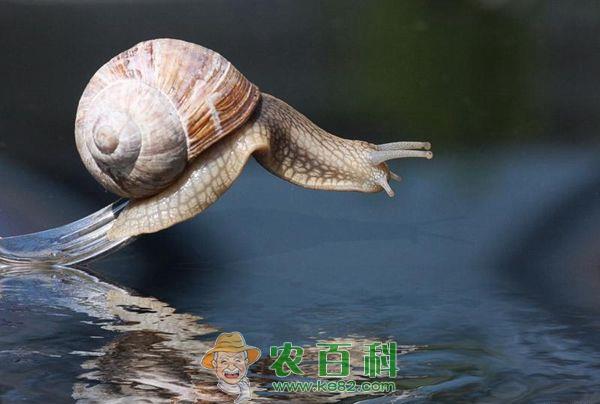蜗牛 蜗牛的相关知识