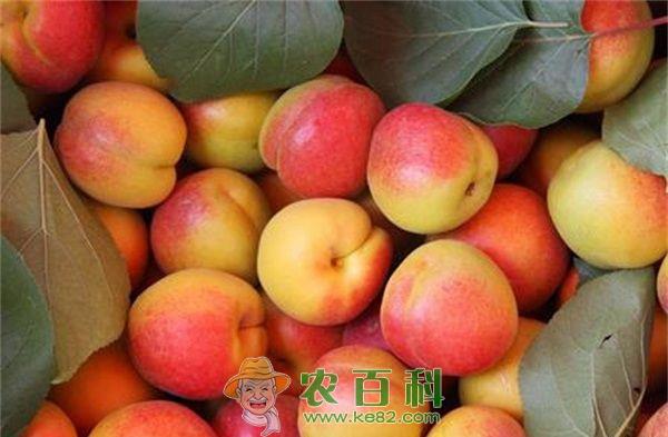 云南果梅优良品种盐梅的简介