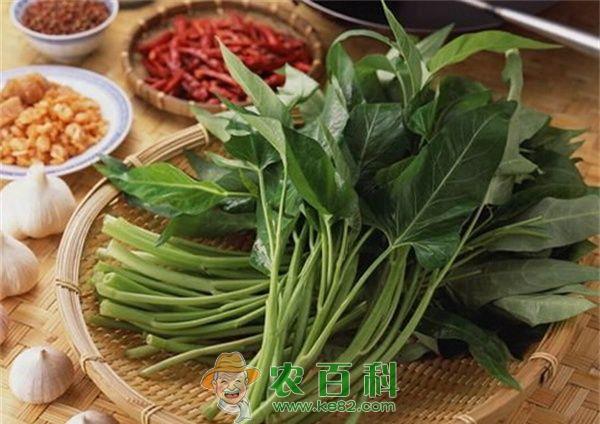 空心菜的营养价值 空心菜的营养价值