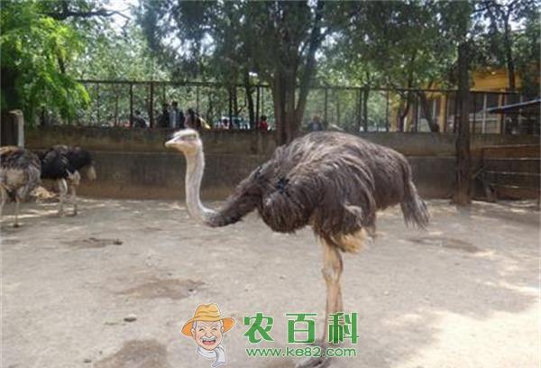 想带动更多的人养鸵鸟致富