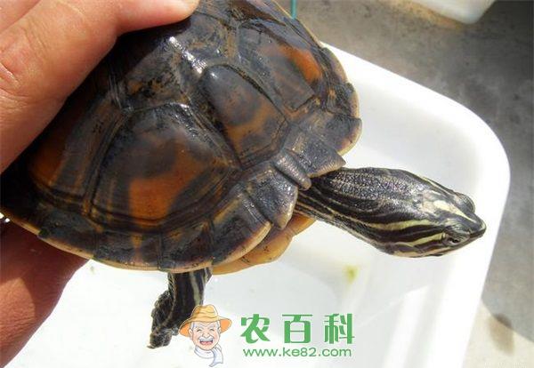 龟 龟赤白板病的症状