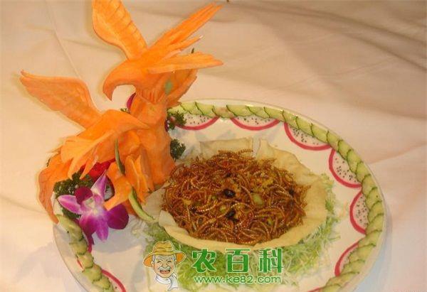 黄粉虫 大麦虫和黄粉虫的区别