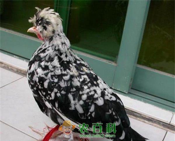 贵妃鸡的外貌特征和生物学特性