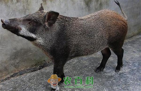 如何治疗野猪破伤风 土客网网 如何治疗野猪破伤风