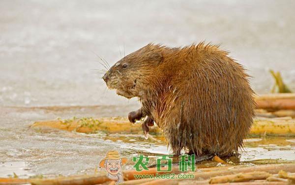 麝鼠养殖活动规律