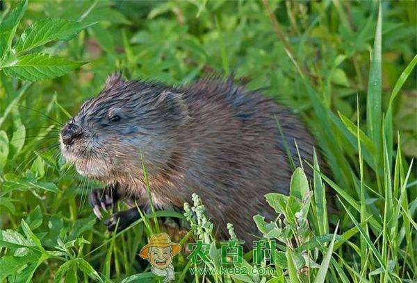 麝鼠养殖的注意事项