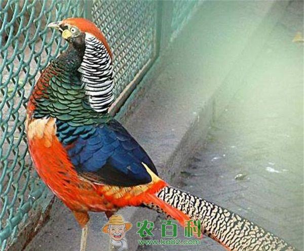 锦鸡 红腹锦鸡外形特征