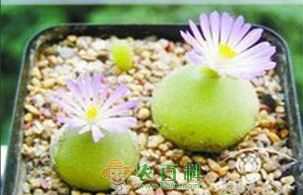 多肉灯泡种植的防寒措施