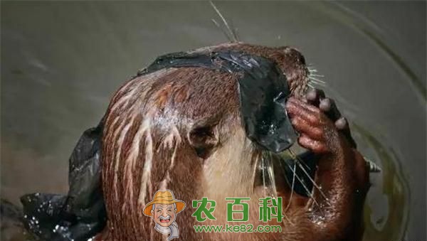 水獭打架争领地输者遮面羞于见人