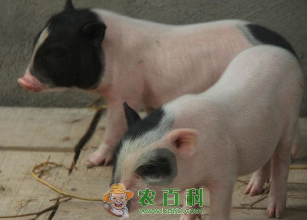 冬季饲养小香猪的管理技巧