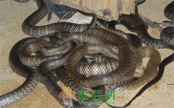 水律蛇养殖技术