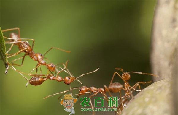蚂蚁--土客网网 蚂蚁的四季管理