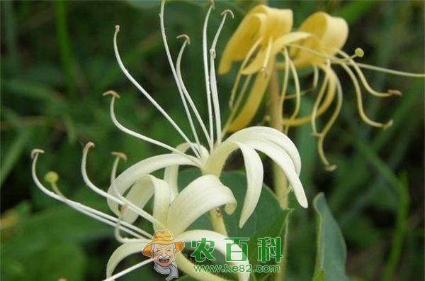 金银花 金银花的贮藏保鲜