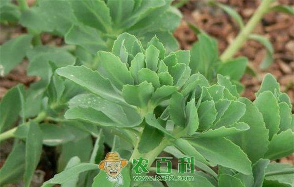 田七的功效与作用介绍