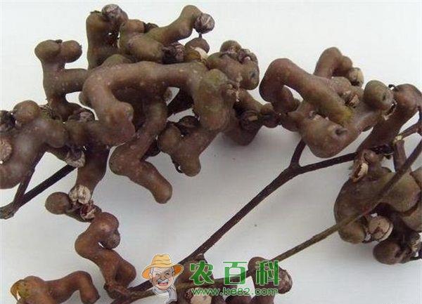 拐枣 拐枣的栽培历史