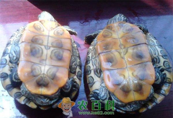 怎样判断乌龟的性别