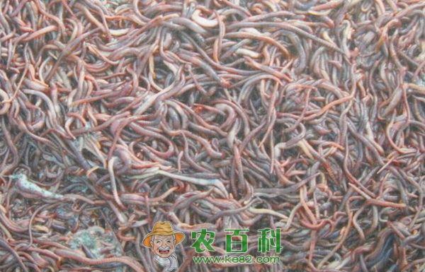 蚯蚓土沟饲养法