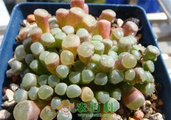 多肉灯泡 多肉灯泡植物的秋季管理方法