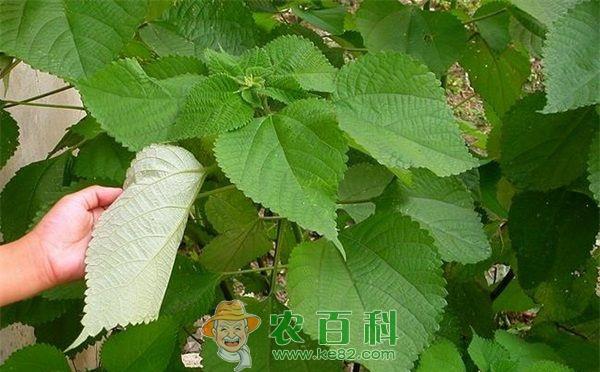 苎麻人工种植主要病害