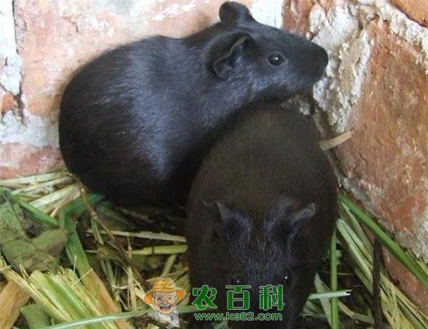 黑豚 黑豚的经济价值