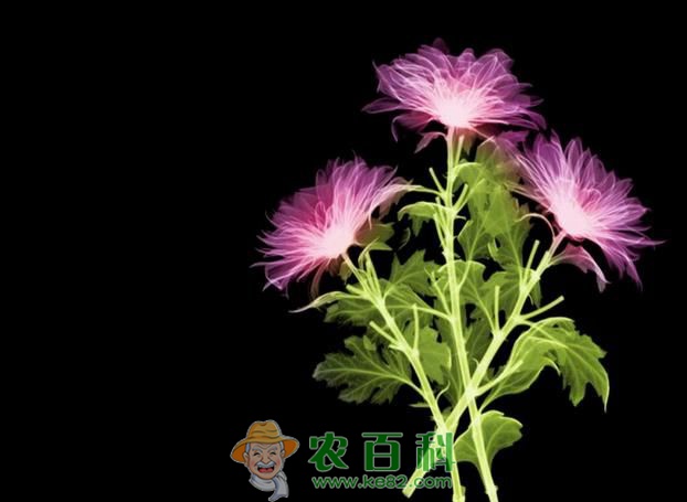 依米花带给我们的感慨