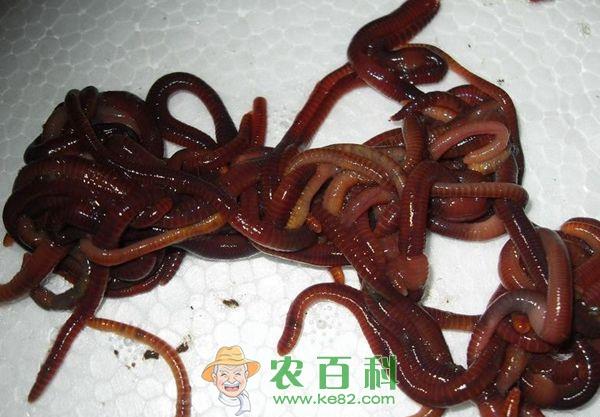 蚯蚓的病虫害防治