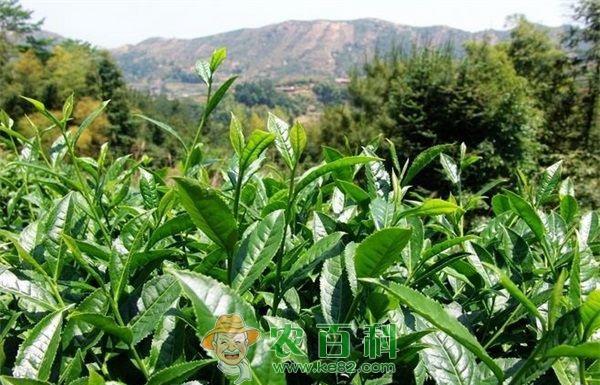 茶叶种植之病虫害防治