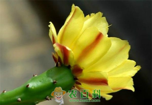 永康五米八高的仙人掌求收养