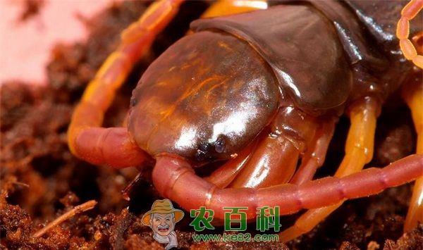 加拉帕格斯巨人蜈蚣