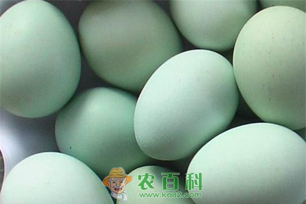 绿壳蛋鸡 绿壳蛋鸡各阶段的饲管技术