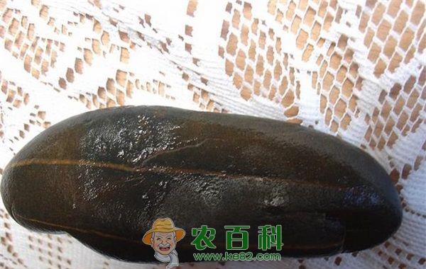 水蛭 水蛭养殖入门之水蛭苗种选购指南