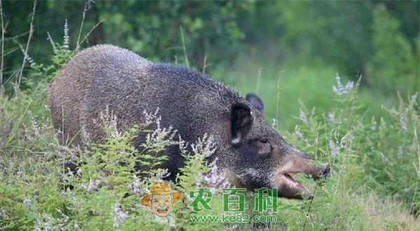 野猪 野猪养殖附红细胞体病的诊治