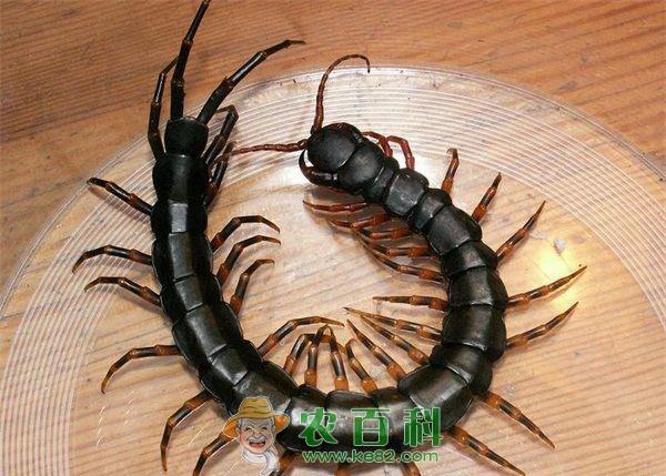 蜈蚣养殖技术之绿僵菌病的防治