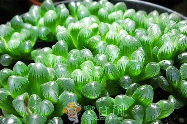 冰灯玉露怎么施肥